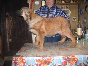 ДРИМ - 2 мес ДРИМ - 2 мес