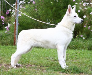 MALYSHKA  AIRIN  OLIVER   ( Олик)