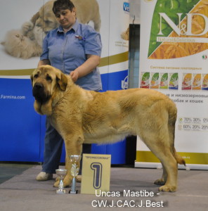 Uncas Mastibe - J.CAC. Best Junior.- инт