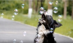 Удивительное видео о щенке из нашего питомника, Мотли Хаус Империя!!