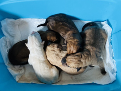 У НАС РОДИЛИСЬ ДОЛГОЖДАННЫЕ ЩЕНКИ ИСПАНСКОГО МАСТИФА!!!