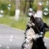 Удивительное видео о щенке из нашего питомника, Мотли Хаус Империя!!