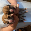 У НАС РОДИЛИСЬ ЩЕНКИ ИСПАНСКОГО МАСТИФА!!!